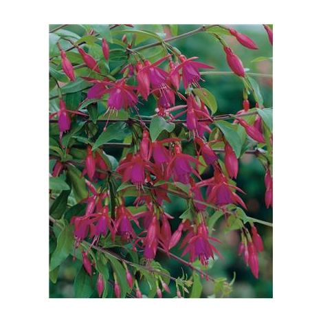 FUCHSIA BERNISSER HARDY - PLANTE VIVACE - 3 GODETS