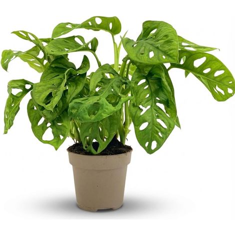 Monstera Adansonii Monkey Mask - Plante d'Intérieur Tropicale - Pot Ø 12 cm - Hauteur 25-35 cm - PANGIVO (1/4)