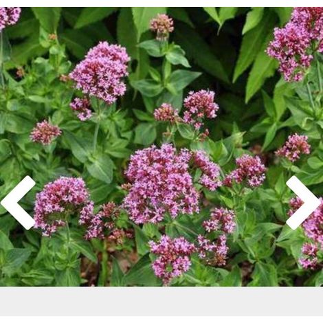 x Centranthus ruber 'Coccineus' - VALÉRIANE ROUGE, SPURFISH - pot 9 x 9 cm