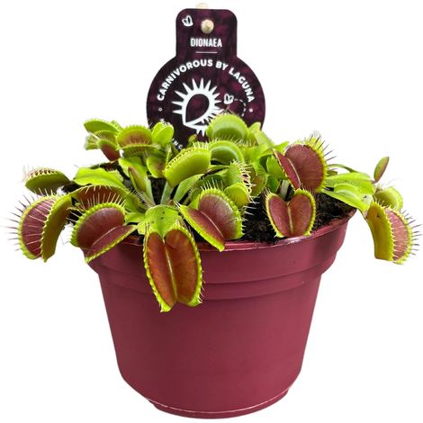 Dionaea Muscipula - Attrape-mouches de Vénus - Plante Carnivore d'Intérieur et Extérieur - Ø12 cm - PANGIVO