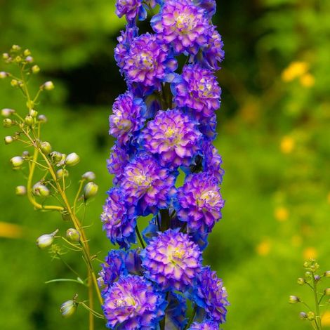 3 Pieds d'Alouette 'Bolero' (Delphinium) (1/5)