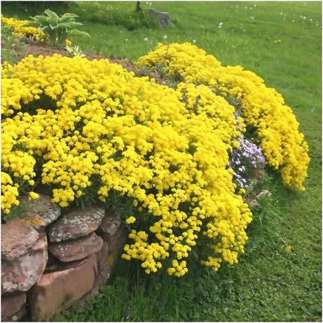 10000 Graines Thym Serpolet Jaune – Couvre-Sol Lumineux Jardin & Allées (1/5)
