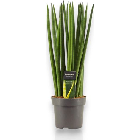 Gardenaria Sansevieria cylindrica 'Spaghetti' - Pianta da interno ornamentale - Altezza: 40 cm (vaso 12) (1/5)