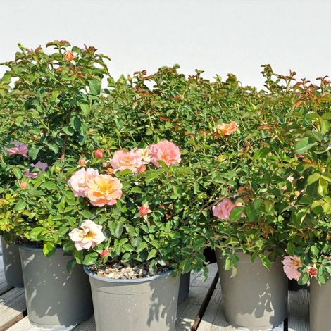 Gardenaria Rosa paesaggistica 'Cubana' - Rosa da giardino - Altezza: 30/35 cm (vaso19) (1/5)
