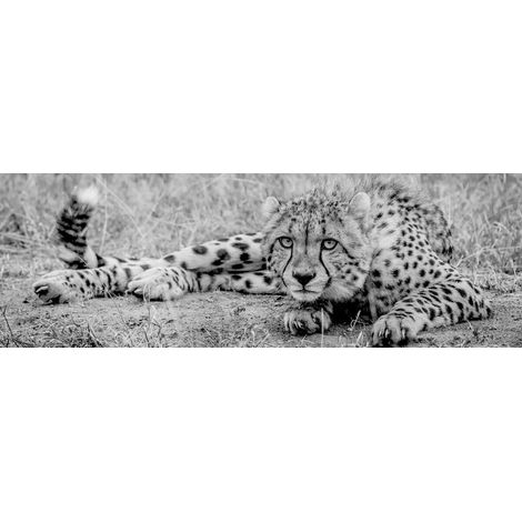 Tableau sur toile fauve noir et blanc 30x97 cm - Impression sur Toile Murale Décorative - Image imprimée en HD sur Toile - Toile sur Châssis en Bois FSC - Fabriqué en France (1/5)