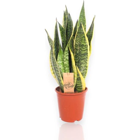 Gardenaria Sansevieria trifasciata 'Futura Superba' - Pianta da interno ornamentale - Altezza: 40 cm (vaso 12) (1/5)