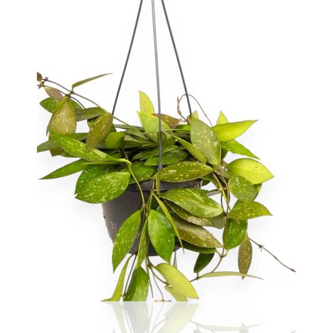 Gardenaria Hoya carnosa 'Gracilis' - Pianta da interno ornamentale - Altezza: 30 cm (vaso 14) (1/5)