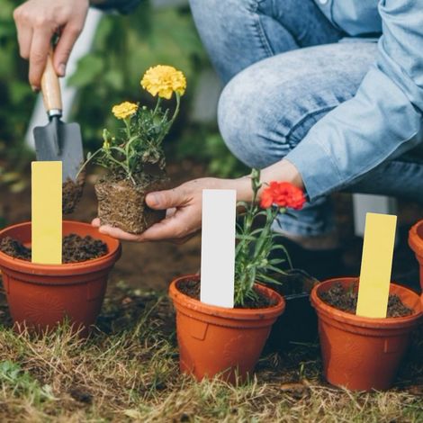 100 Stück PVC-Pflanzentopf-Etiketten, Markierungen, Baumschul- und Gartensamen-Schilder (Weiß, Gelb) (1/5)