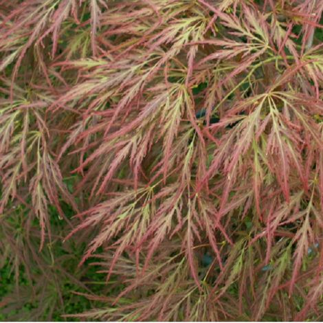 Érable du Japon - Acer palmatum 'Ornatum' - 40-50 cm pot (1/5)