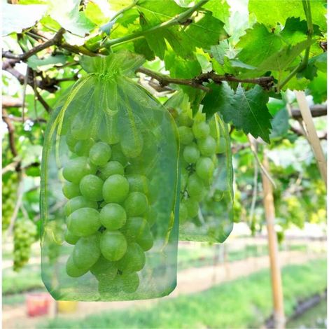 Sachet de protection des grappes de raisin 100 pièces, dimensions : 30 x 20 cm, couleur : vert, avec cordon de serrage, protection complète contre les guêpes, les oiseaux, matière : organza (1/5)