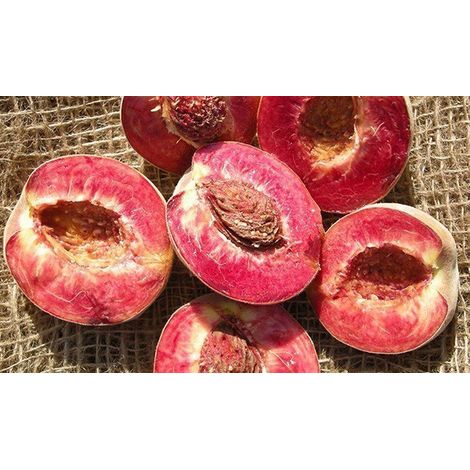 Pesco Sanguinella pesco a polpa rossa H160 foto reali frutto antico raro