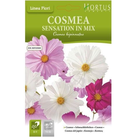Cosmea sensation mix DB, plantes ornementales pour jardins et balcons