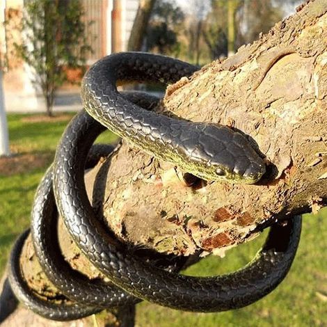 Serpent Plastique Réaliste 130 cm Faux Serpent en Caoutchouc Accessoire Farces Épouvantail pour Effrayer Oiseaux au Jardin Décoration Halloween Matériau Souple Non Toxique (1/5)