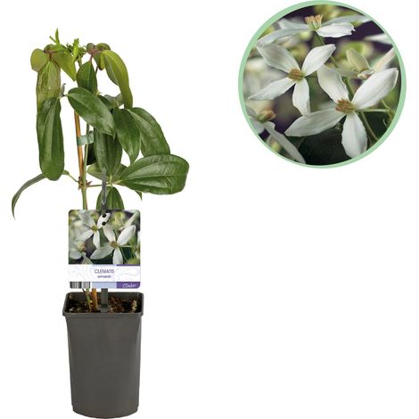 Clématite d'Armand (Clematis armandii) Plante Grimpante Persistante Fleurs Blanches Pot 11cm H40cm - PANGIVO (1/5)