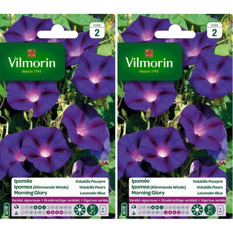 Ipomée Pourpre - semences pour Plantation - Fleurs grimpantes annuelles 4m - Variété vigoureuse - Croissance très Rapide - Floraison spectaculaire - Lot de 2