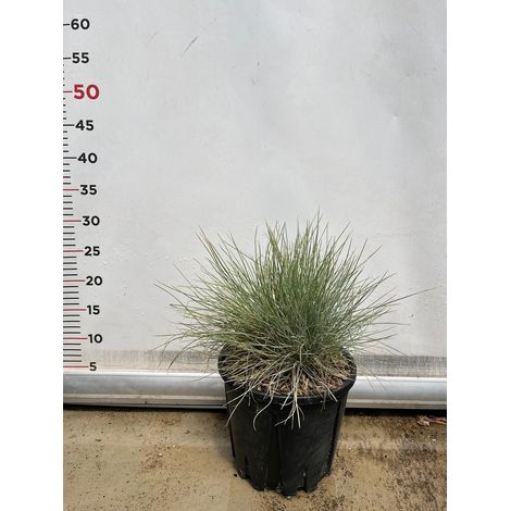 FESTUCA GLAUCA pianta resistente siccità graminacea