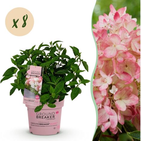 Hortensia Paniculé Groundbreaker Blush Rose - Lot de 8 Plantes - Pot 14cm - 20-25cm - PANGIVO (1/5)