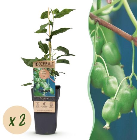 Actinidia arguta Issai - Lot de 2 Mini Kiwis Autofertiles - Plantes Fruitières - Pot 15cm H50cm - PANGIVO (1/5)