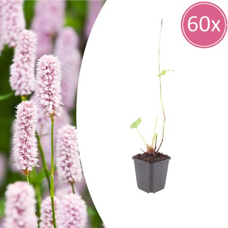 Lot de 60 Persicaria bistorta Renouée bistorte Vivace Jardin Humide Rose Pourpre Pot Ø9cm - PANGIVO (1/5)