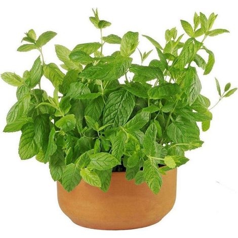 Katzenminze 100g – Aromatische Pflanze – Lockt Katzen an (1/5)
