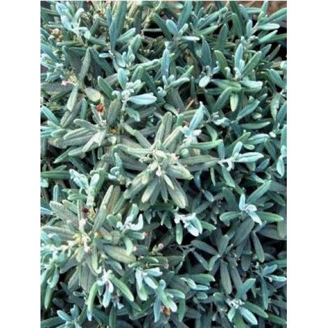 Andromède à feuilles de Podium 'Blue Lagoon' Pot de 2L/3L (1/2)