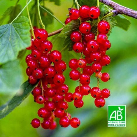 Groseillier 'Wilder' BIO (Ribes rubrum 'Wilder')