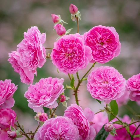 Gardenaria Rosa 'Harlow Carr' - Rosa da giardino - Altezza: 40/50 cm (vaso20) (1/5)