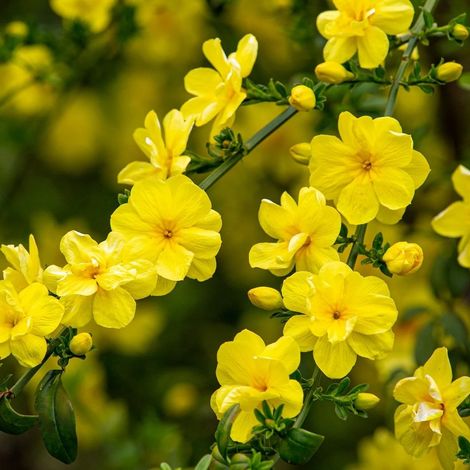 Jasminum mesnyi – gelsomino primaverile giallo – rampicante ornamentale a fioritura precoce – ideale per giardino pianta in vaso ø19 cm h. 100/130 cm