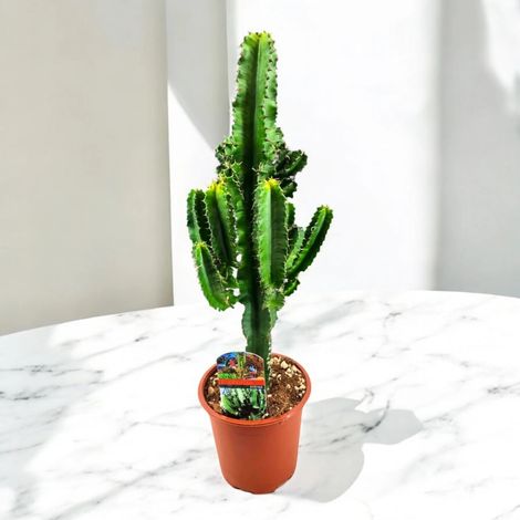 Gardenaria Euphorbia ingens - Pianta da interno ornamentale - Altezza: 80 cm (vaso 17) (1/5)