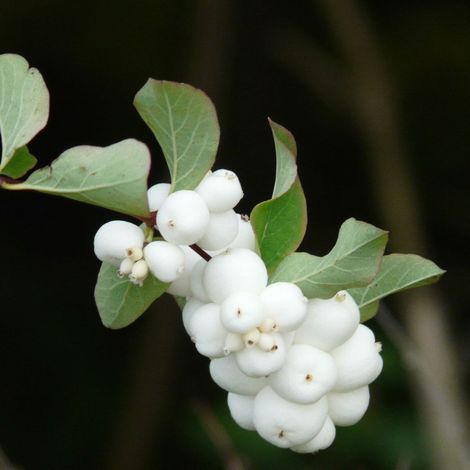 Symphorine Magical® Galaxy 'Kolmgala', Symphoricarpos/Pot de 3L - 20/40 cm (1/3)