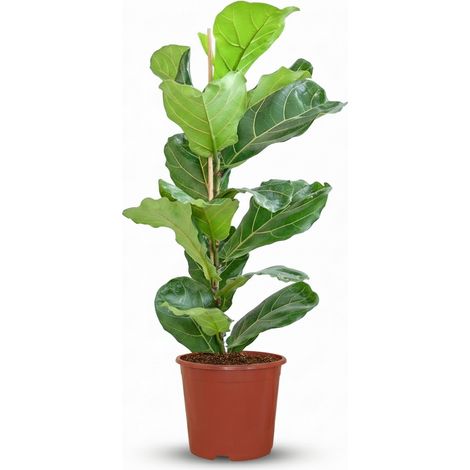 Ficus Lyrata - Figuier Lyre - Plante d'Intérieur Décorative - Vert - 75-85 cm - Pot Ø 21 cm - PANGIVO (1/5)