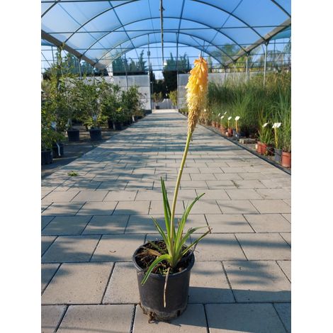 Kniphofia Uvaria