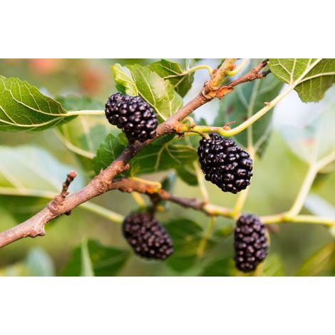 Gelso Nero "Morus Nigra" pianta da frutta in vaso ø18 h 150/200 cm