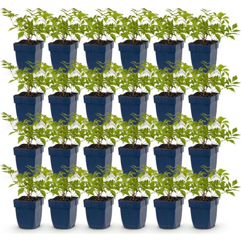 Astilbe Deutschland Plume du Japon Blanche Plante Vivace Ombre et Mi-ombre Lot de 24 Plants - PANGIVO (1/5)