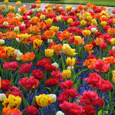 Bulbi di Tulipani doppi precoci SEL. MIX 11/12
