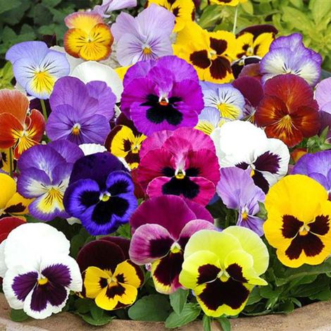 100 Graines de Pensée Géante Suisse – Semis Facile, Fleurs Décoratives, Jardin, Balcon et Pots (1/5)