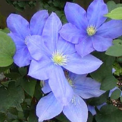 Clématite 'H.F. Young' - Clematis 'Hf Young' - 50-60 cm pot