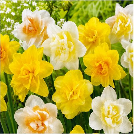 Narcisses doubles Sgaravatti 5 bulbes en mélange, fleurs généreuses pour une floraison printanière colorée - 617522 (1/3)