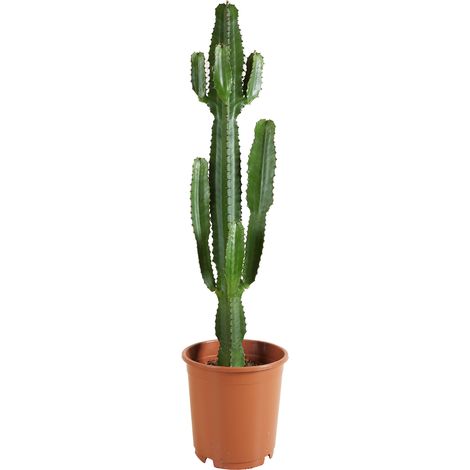 Bloomique - Euphorbia Acrurensis - Euphorbe - Cactus cowboy - Plante cactus - Plante d’intérieur - Hauteur 100-120 cm - Pot 24 cm