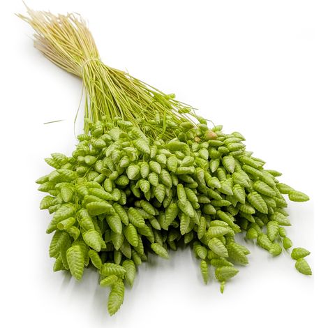 Getrocknete Zitterpflanze (Briza maxima) – Hellgrün (1/5)
