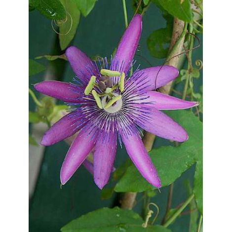 Passiflore 'Lavender Lady' Pot de 2L/3L, Livré en hauteur 50/60cm (1/4)