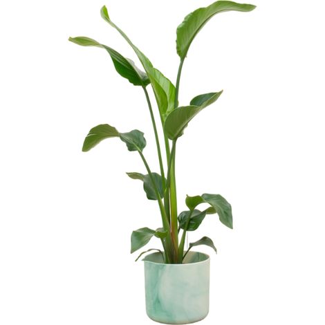 Strelitzia Nicolai Plante d'Intérieur avec Pot Round Vert Pacifique Ø22 cm 100 cm - PANGIVO