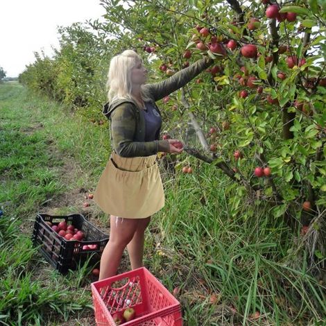 Sac à cueillette de baies, sac de rangement polyvalent en nylon résistant pour fruits avec boucle (1/5)
