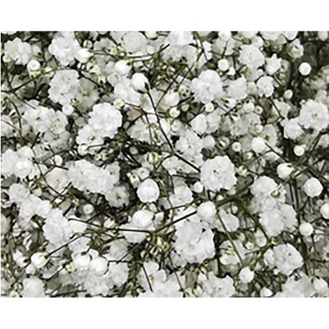 Paniculata Flor Natural Ramo de 25 tallos Blanco 80cm de alto