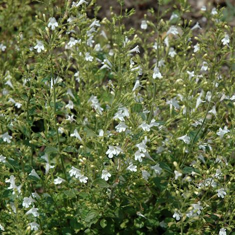 4 x Petit calament  - Calamintha nepeta 'White Cloud'  - godet