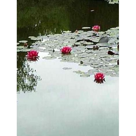 Nénuphar 'Attraction' Pot de 1L/1,5L