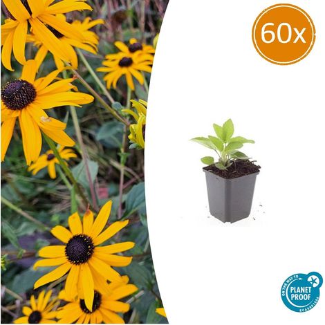 Lot de 60 Rudbeckia fulgida 'Goldsturm' Vivace à Fleurs Jaunes pour Jardin et Massif Ø9cm - PANGIVO (1/5)