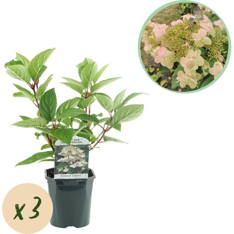 Lot de 3 Hortensias en Panicule Hydrangea paniculata Wim's Red Fleurs Rouges et Blanches Pot 17cm - PANGIVO (1/5)
