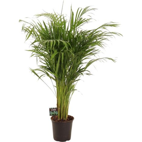 Dypsis Lutescens palmier bambou plante d’intérieur feuillage élégant pot 21 cm hauteur 110 cm - PANGIVO (1/4)