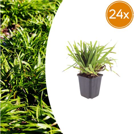 Luzula sylvatica Plante Vivace Couvre-Sol Feuillage Persistant Vert Foncé - Lot de 24 (1/5)